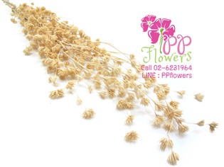 iTopPlus1226541194011