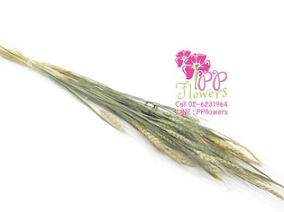 iTopPlus1242749007861