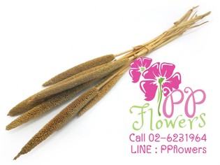 iTopPlus1285620346173