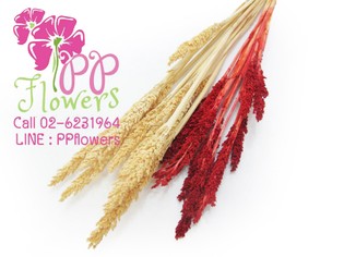 iTopPlus1433843030452