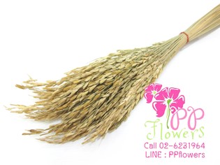 iTopPlus145233257063
