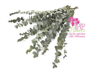 iTopPlus323327174470