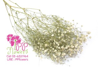 iTopPlus586372686973