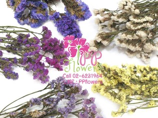 iTopPlus831865038185