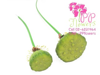 iTopPlus1271412578973