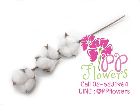 iTopPlus1210647119013