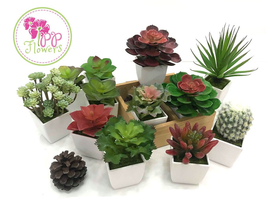 รวมแคนตัส