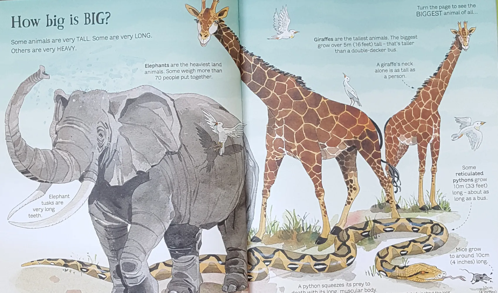 Big Book of Animals