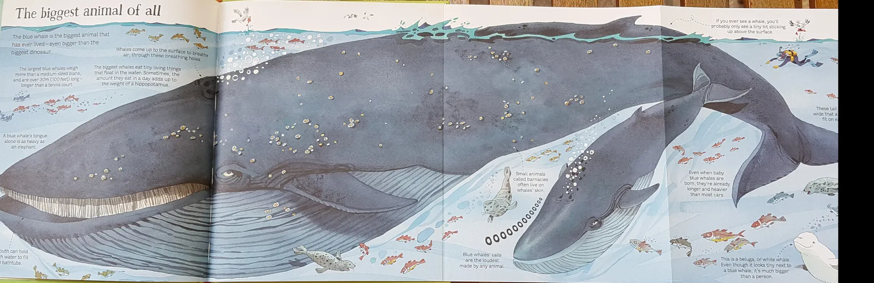 Big Book of Animals