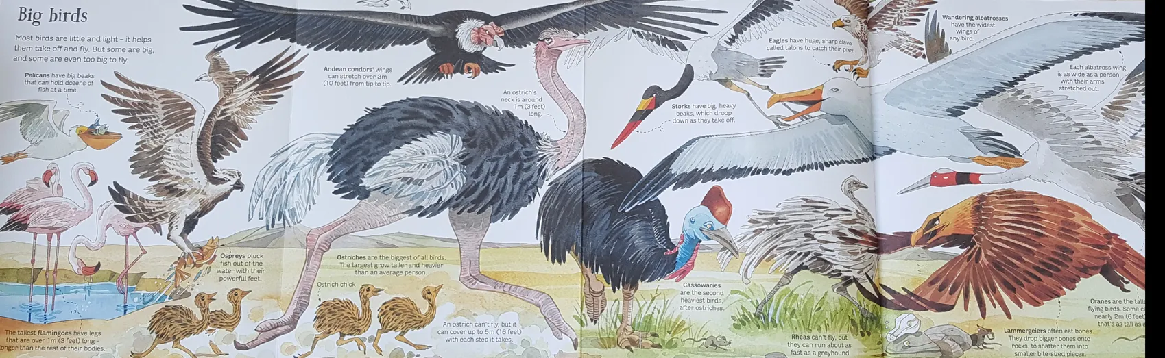 Big Book of Animals