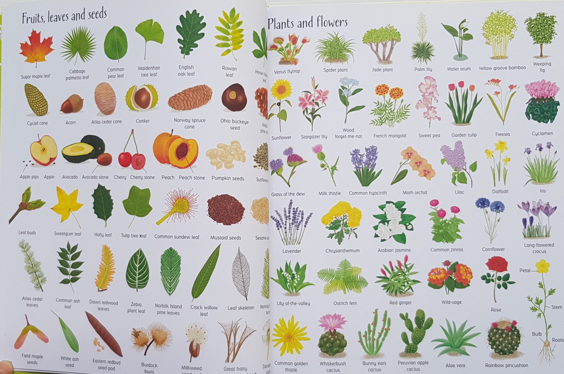 1000 Things in Nature