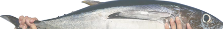 iTopPlus468307185402