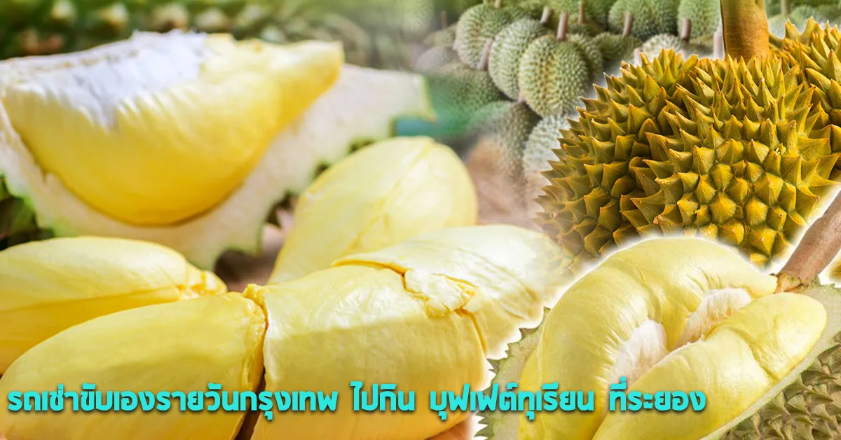 รถเช่าขับเองรายวันกรุงเทพไปกินบุฟเฟต์ทุเรียนที่ระยองECOCARCOVER