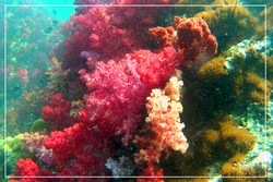 ปังการัง7สี