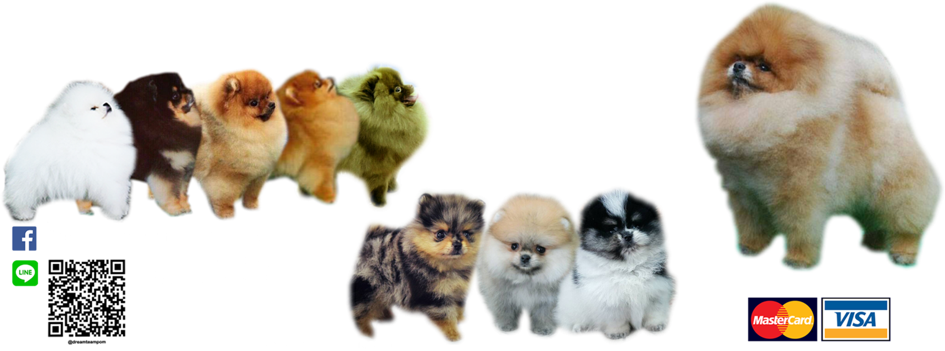 dreamteampom
