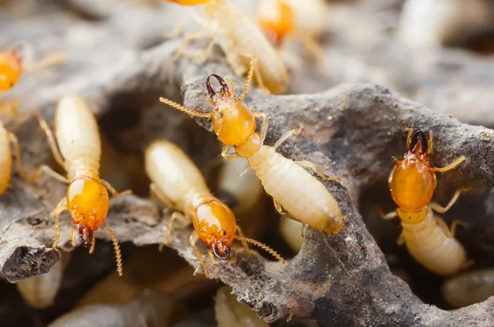 ปลวก termite