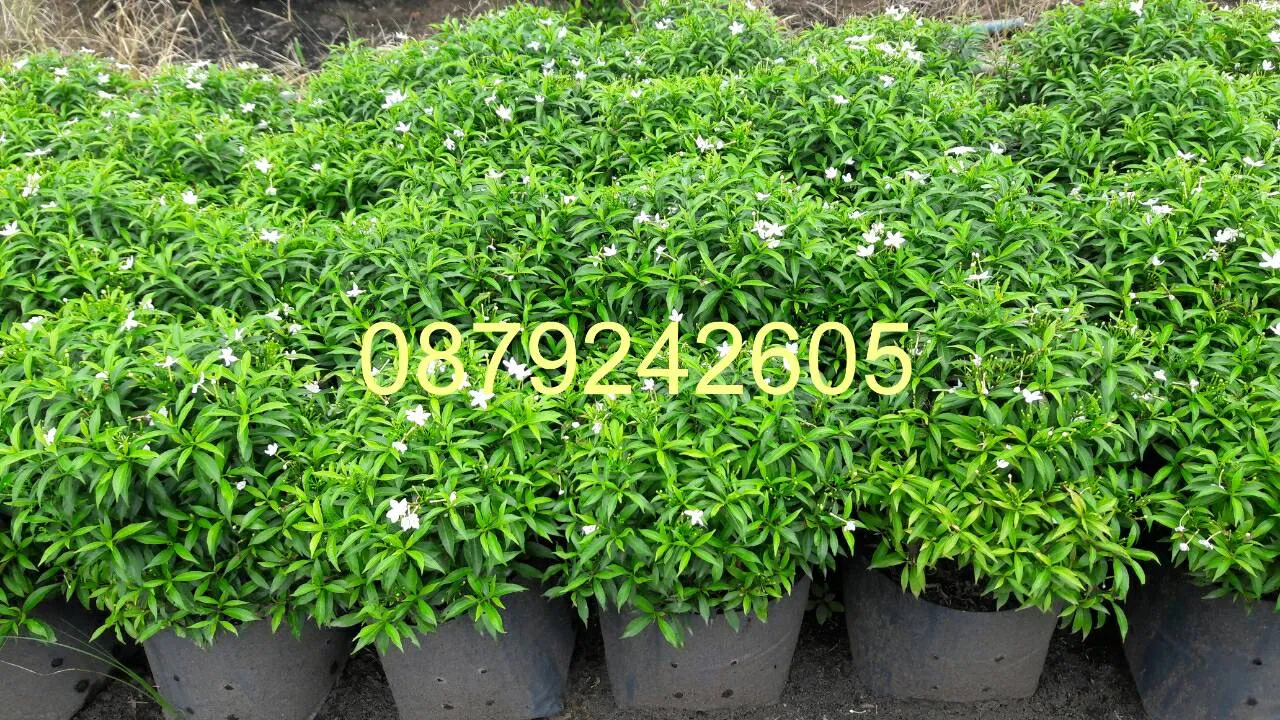 iTopPlus63588400590