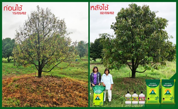 2020-05-04ทุเรียนก่อนและหลังการใช้copy