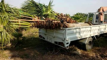 phetcharatpalm4