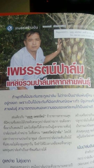 phetcharatpalm6