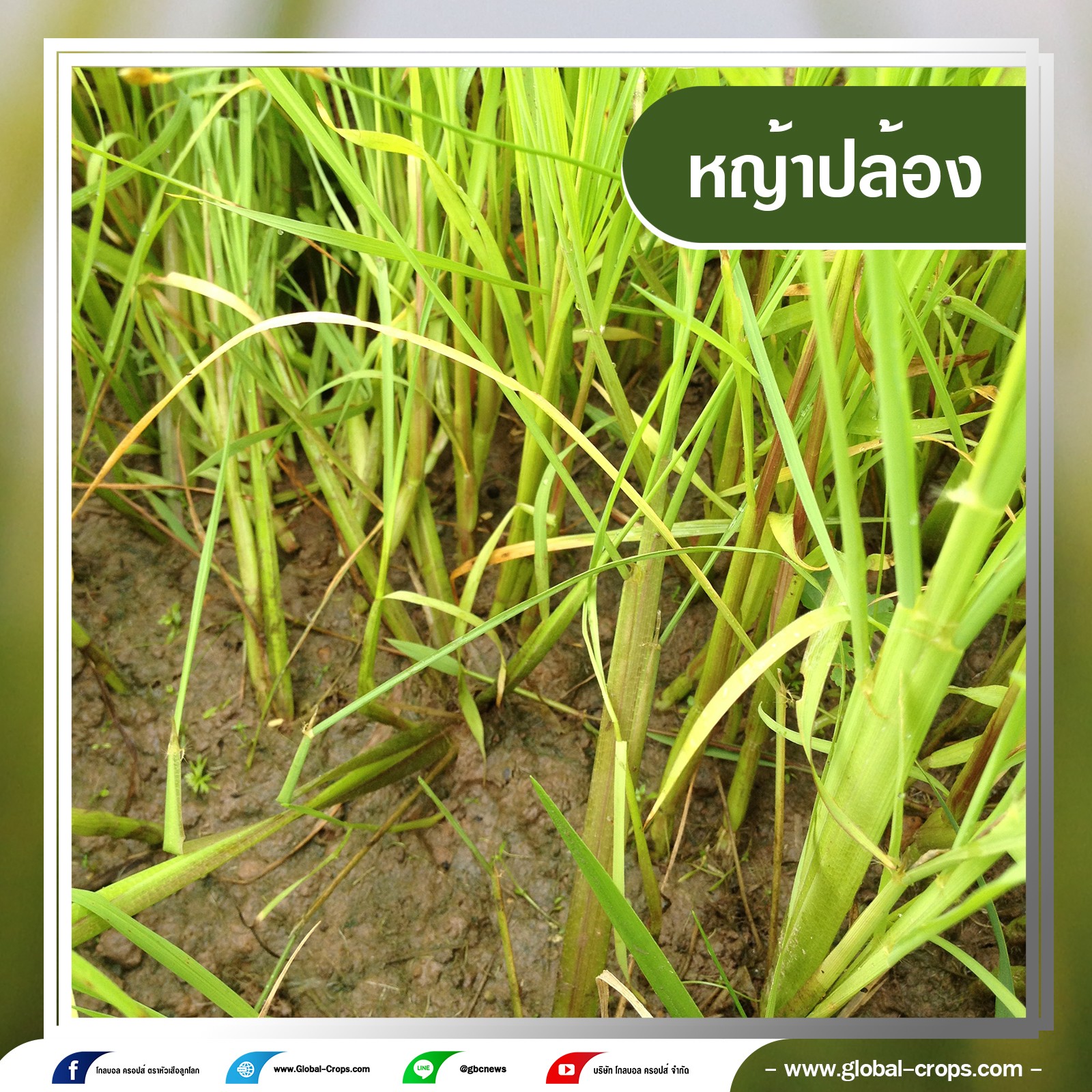 My Image 24