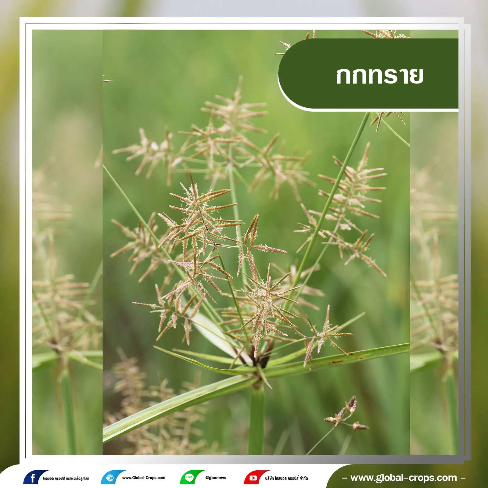 กกทรายกรอบน้ำเงินคลิบเทา