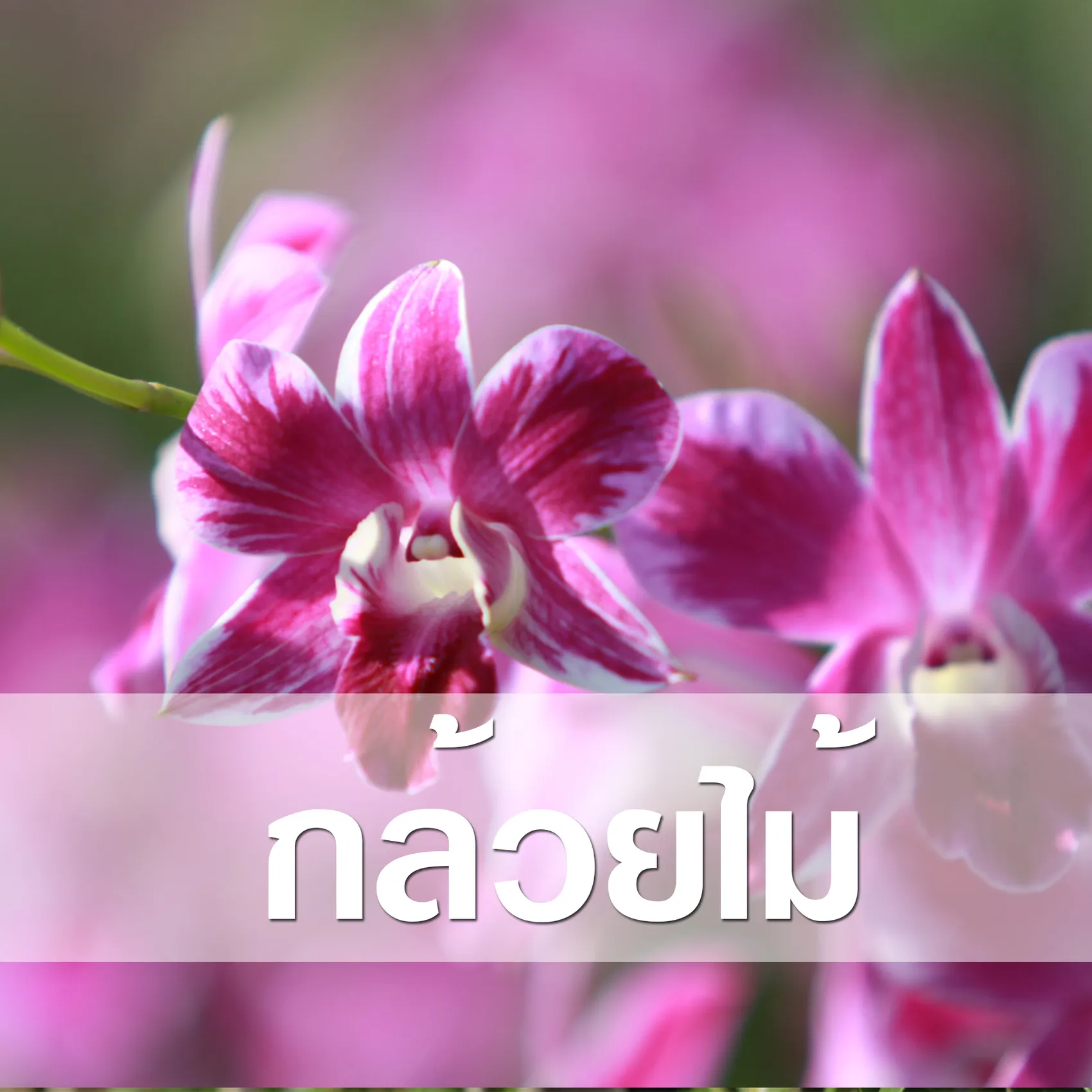 กล้วยไม้