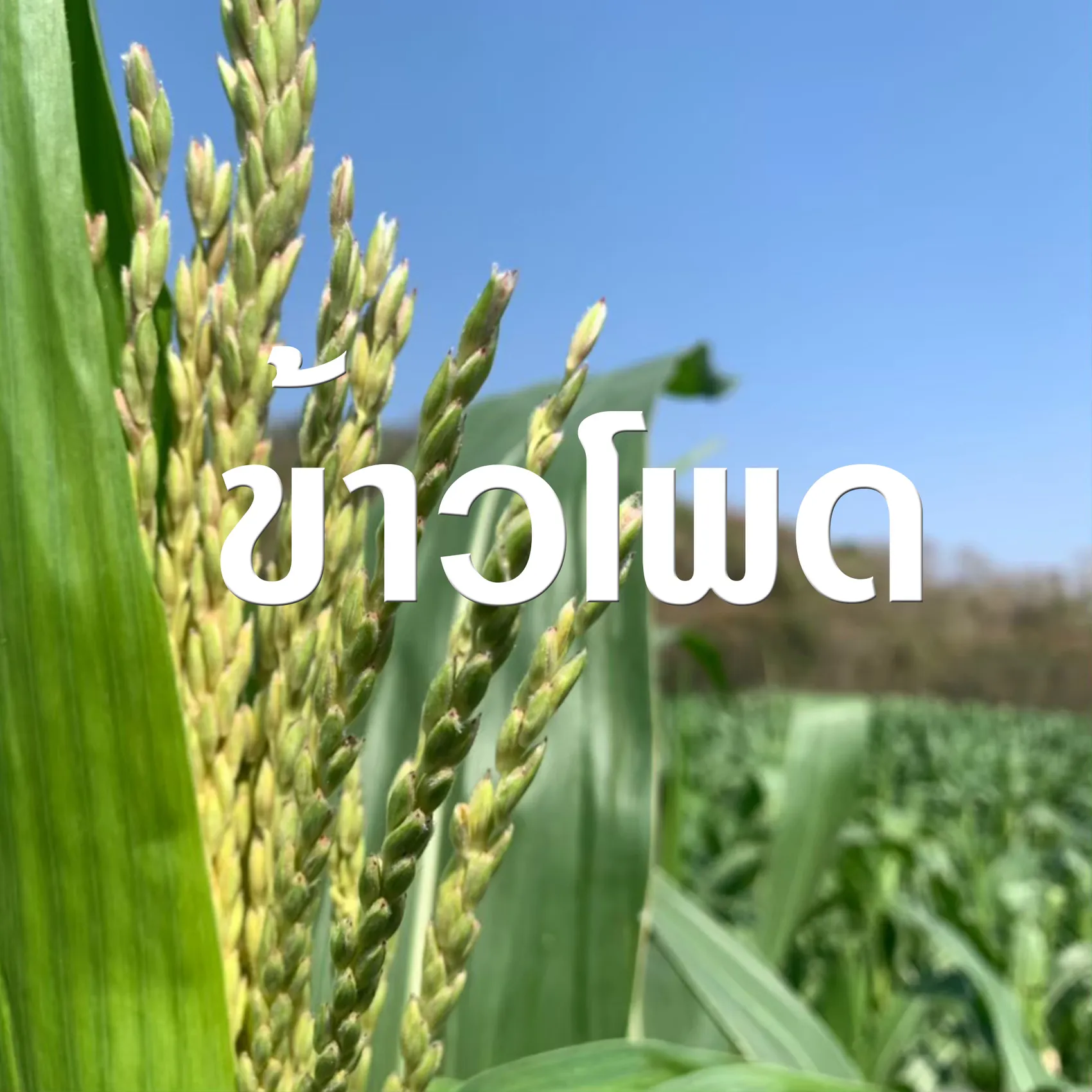 ข้าวโพด