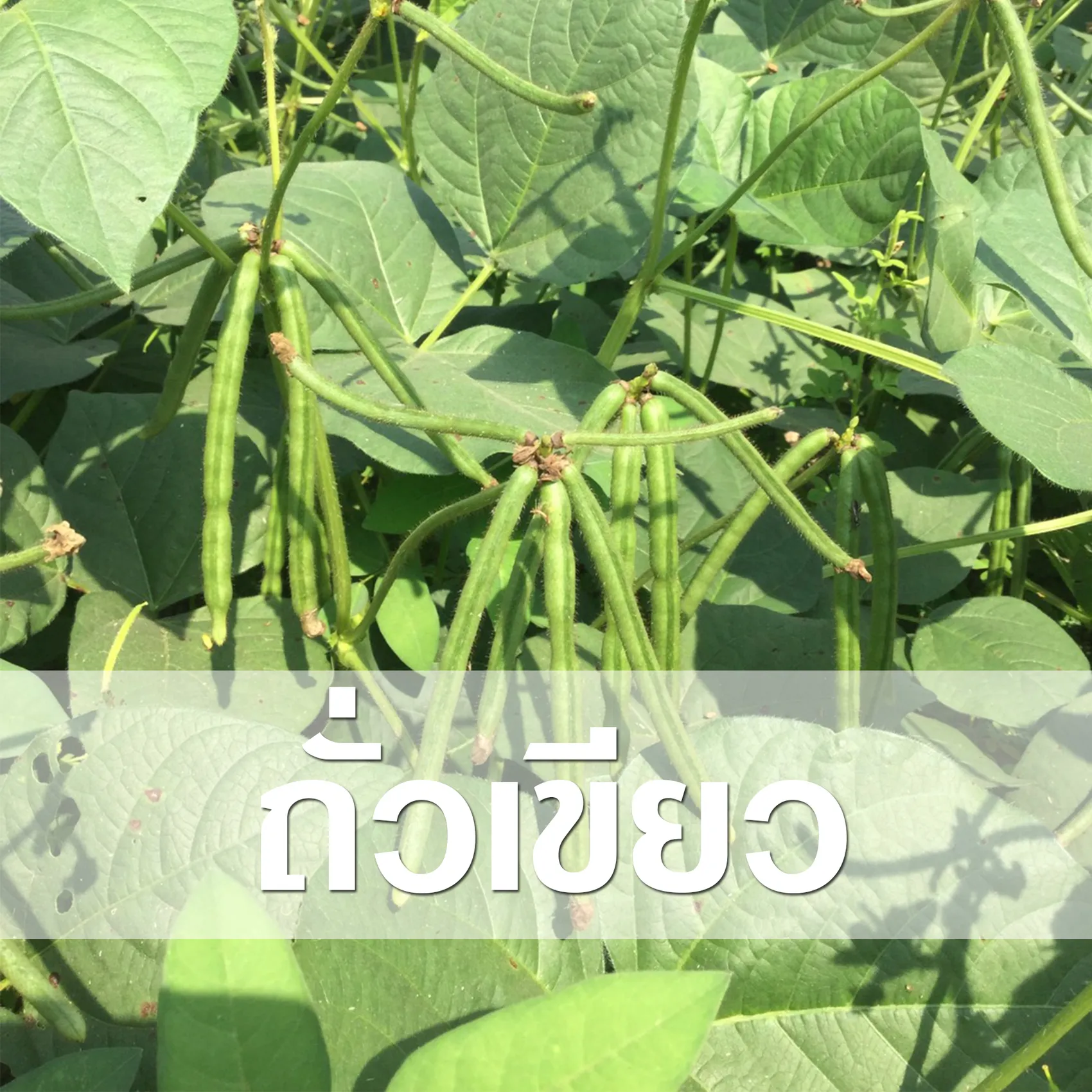 ถั่วเขียว