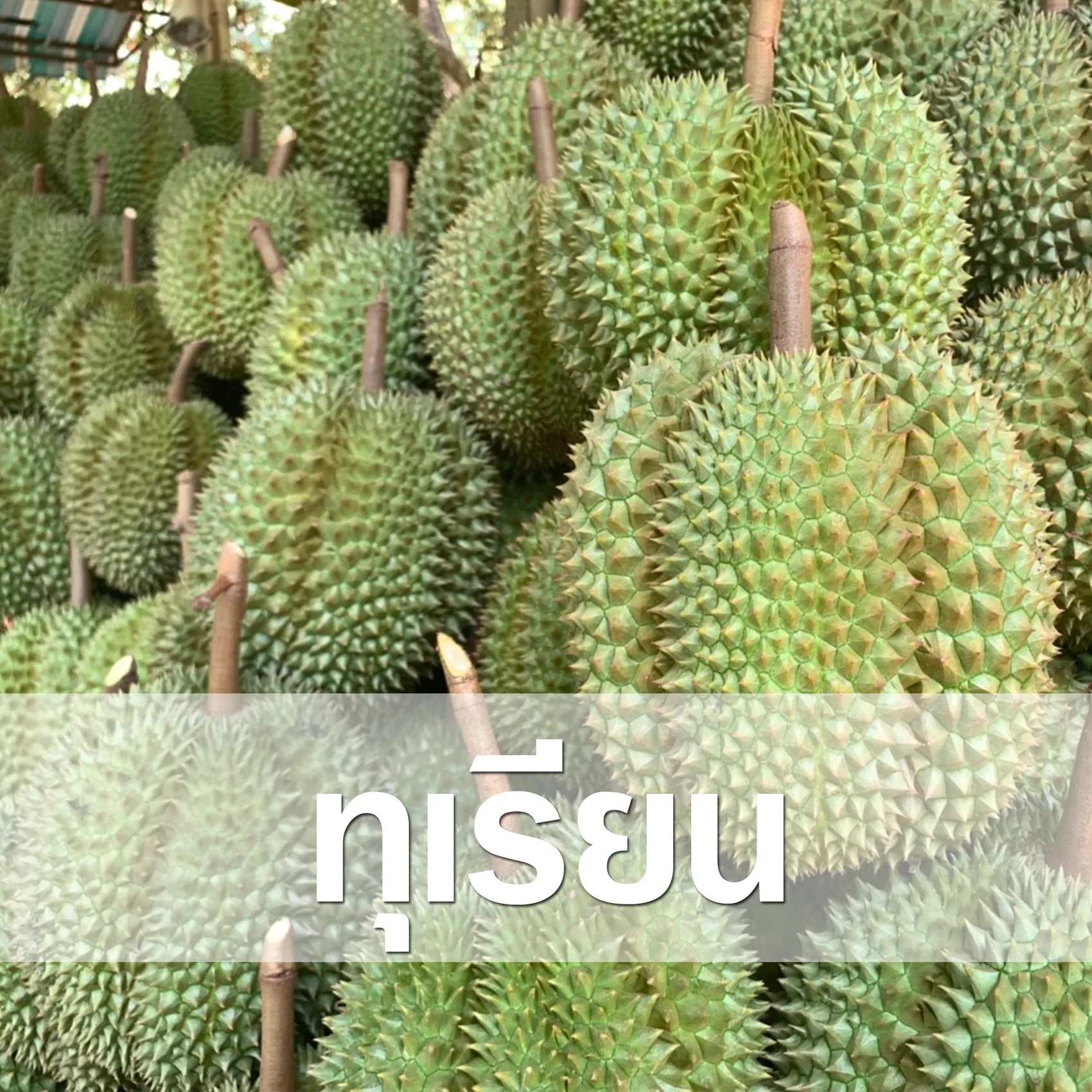 ทุเรียน