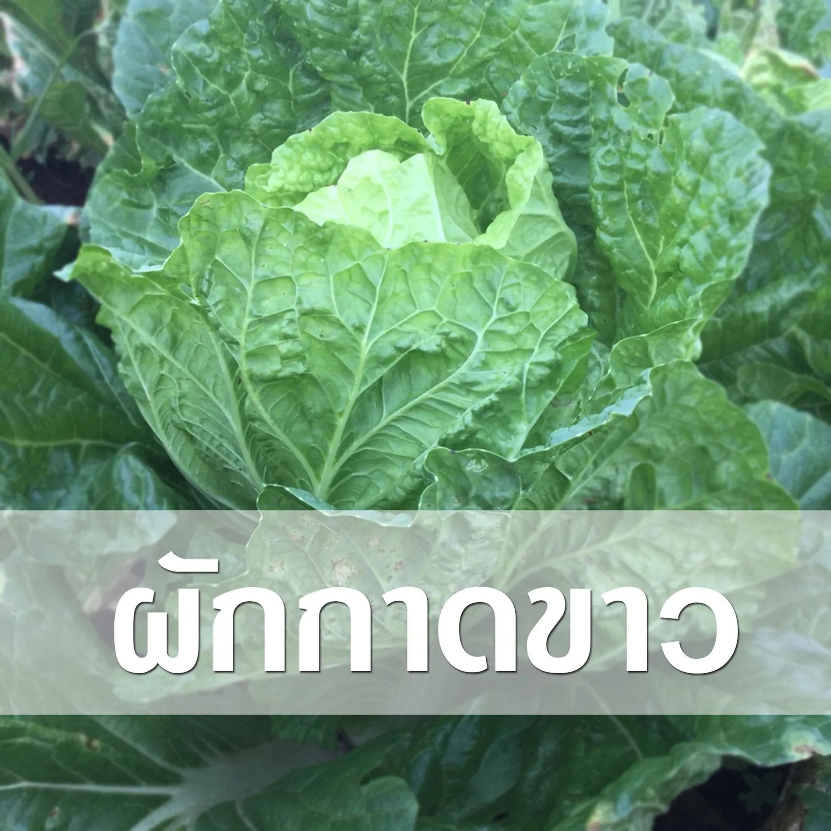 ผักกาดขาว