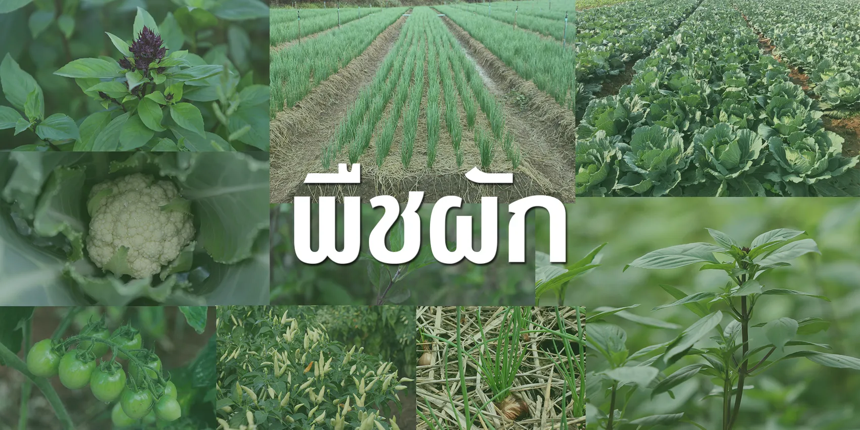 พืชผัก1000x2000