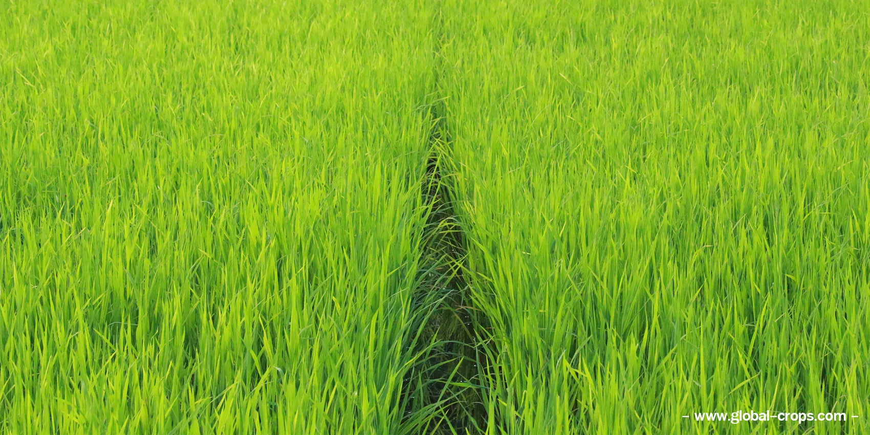 ภาพข้าว72000X1000