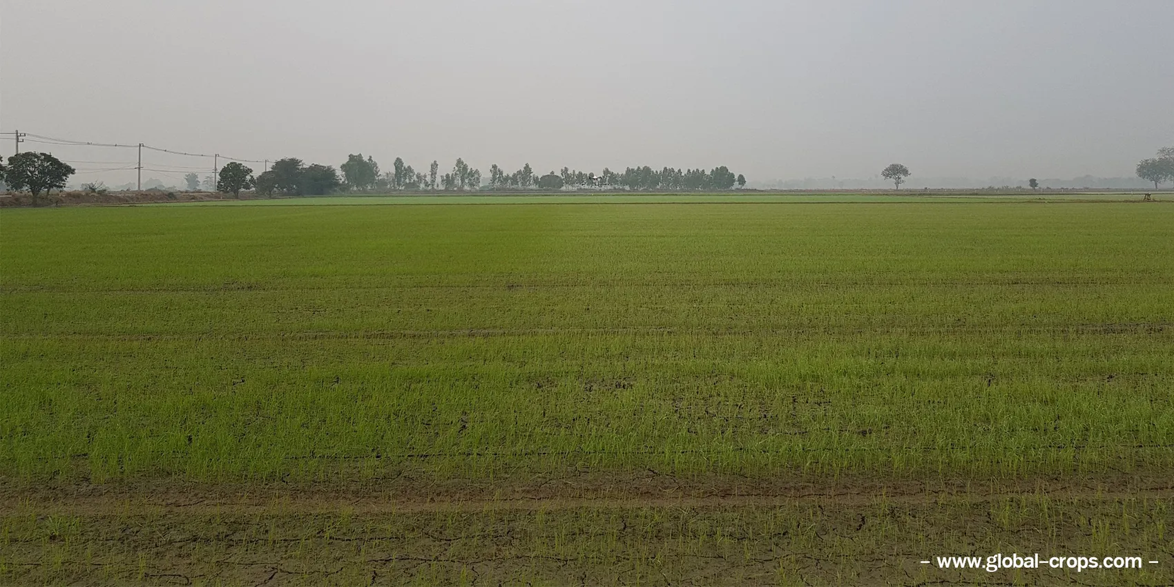 ภาพข้าวระยะกล้า32000X1000