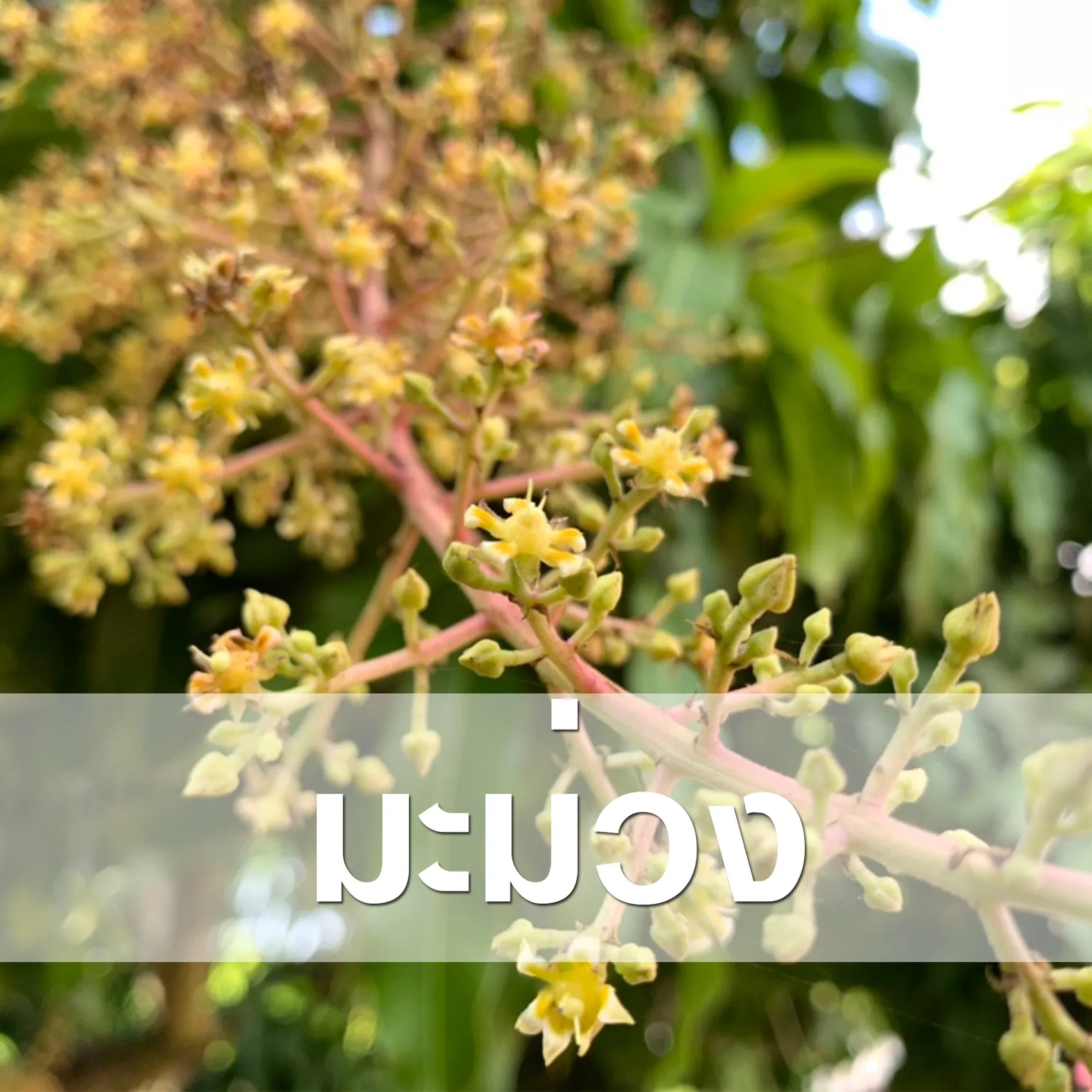 มะม่วง
