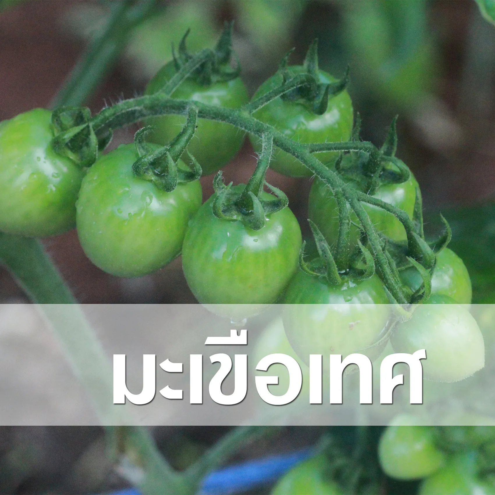 มะเขือเทศ