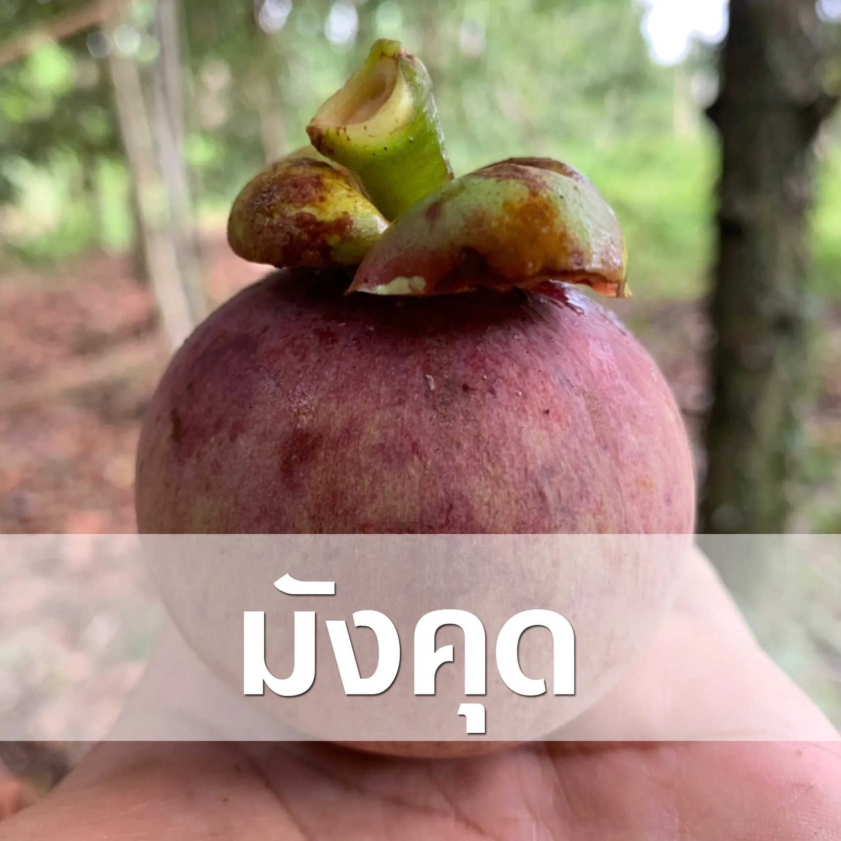 มังคุด