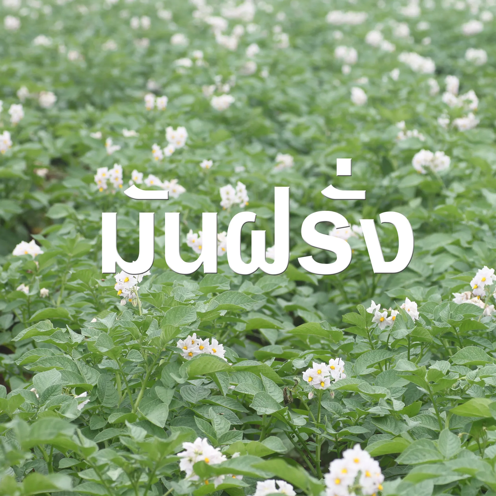 มันฝรั่ง