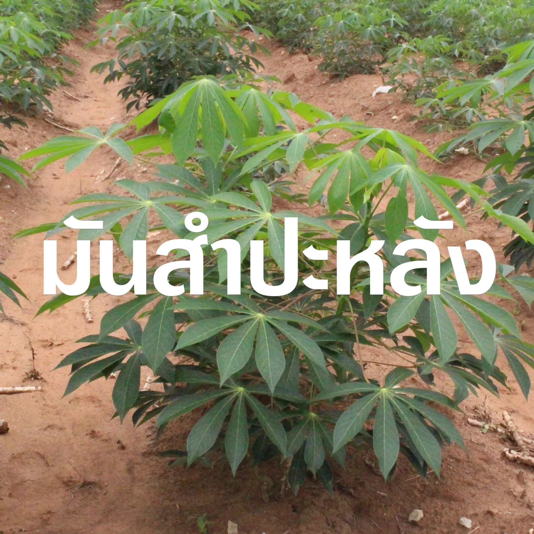 มันสำปะหลัง