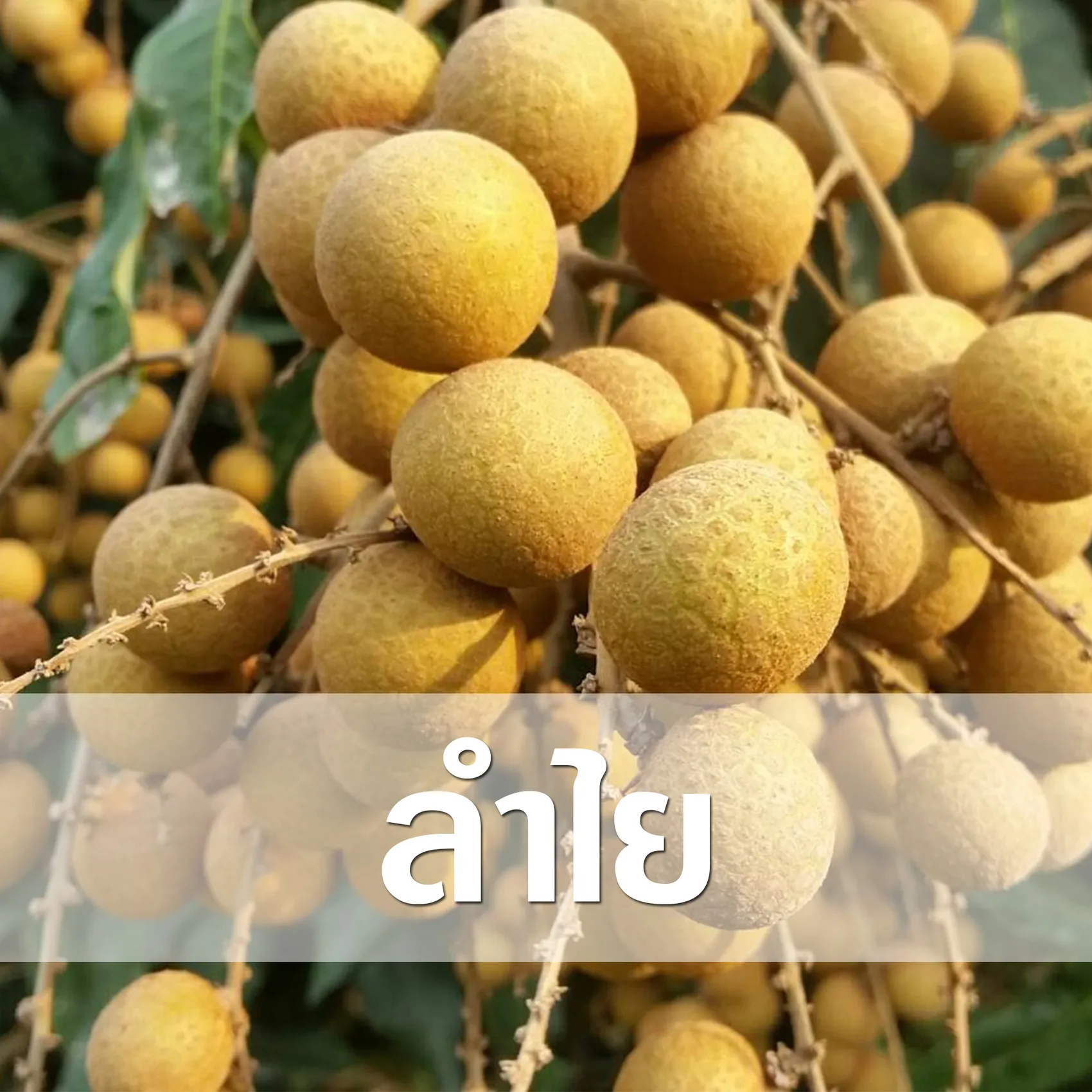 ลำไย
