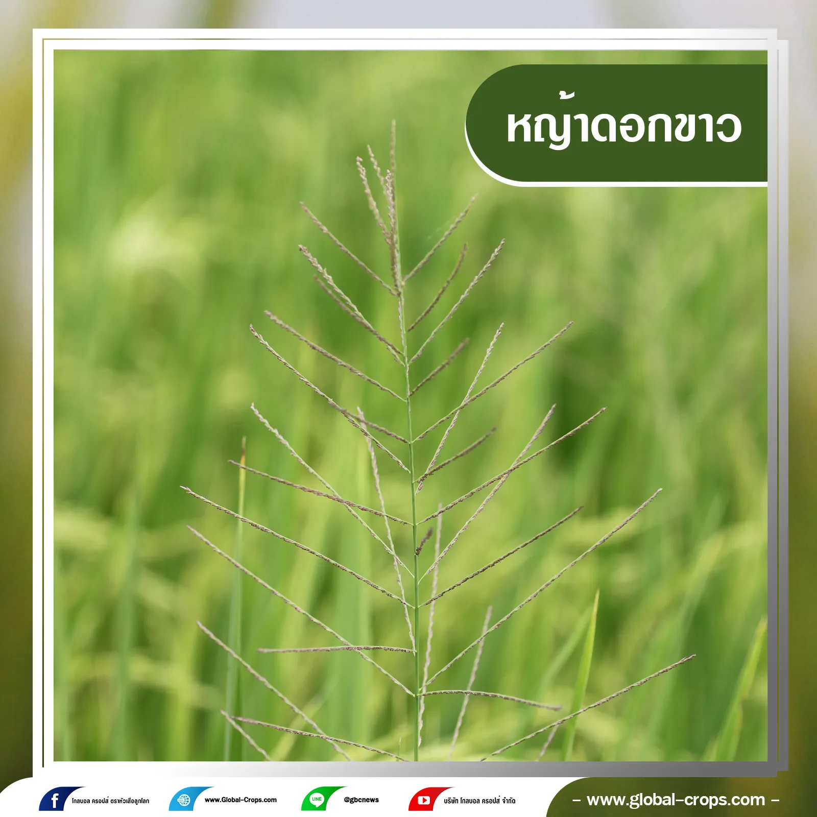 หญ้าดอกขาว3กรอบน้ำเงินคลิบเทา