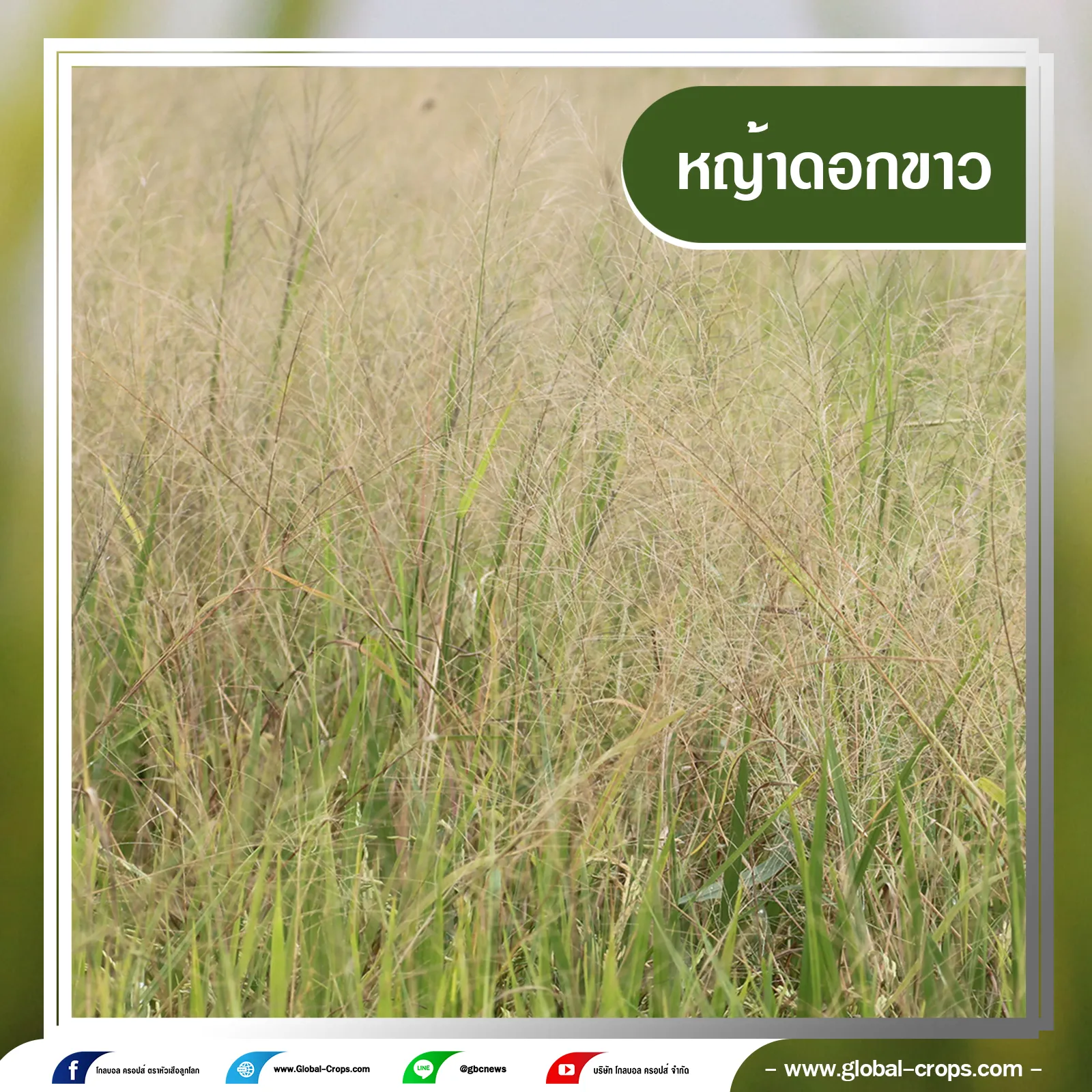 หญ้าดอกขาว4กรอบน้ำเงินคลิบเทา