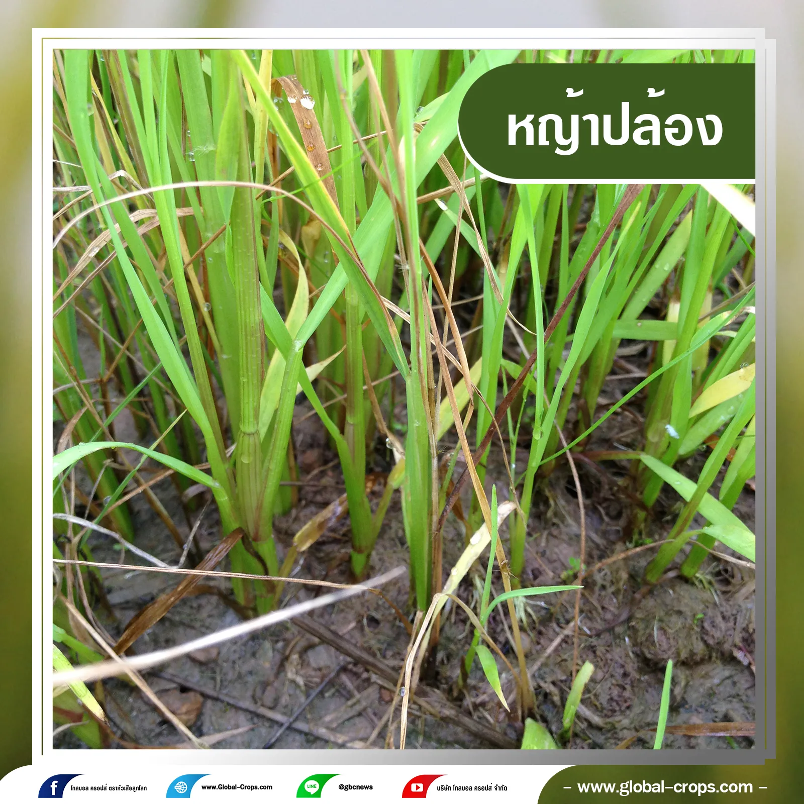 หญ้าปล้อง4กรอบน้ำเงินคลิบเทา