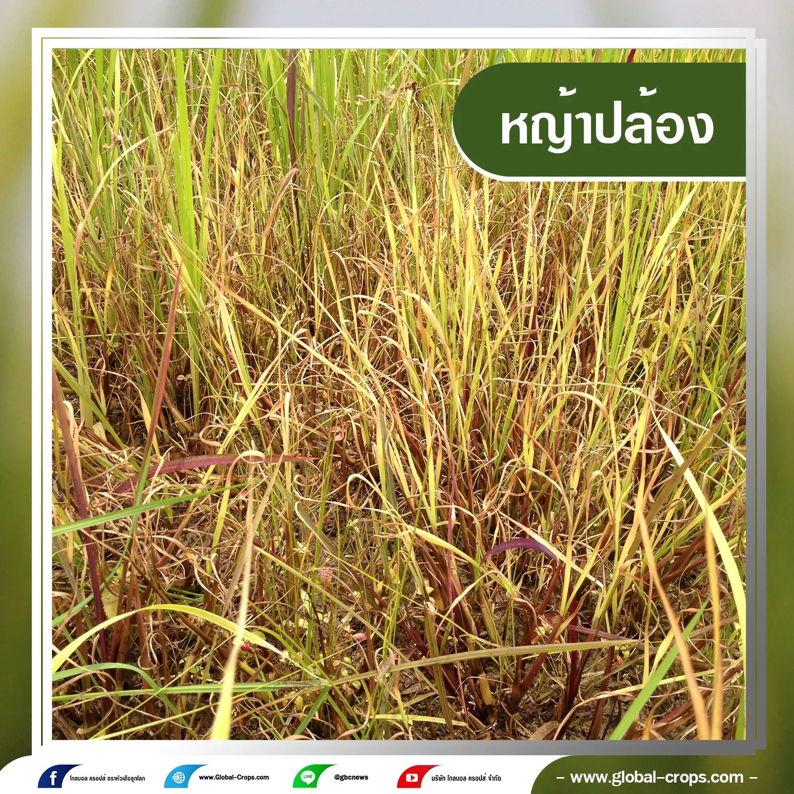 หญ้าปล้อง5กรอบน้ำเงินคลิบเทา