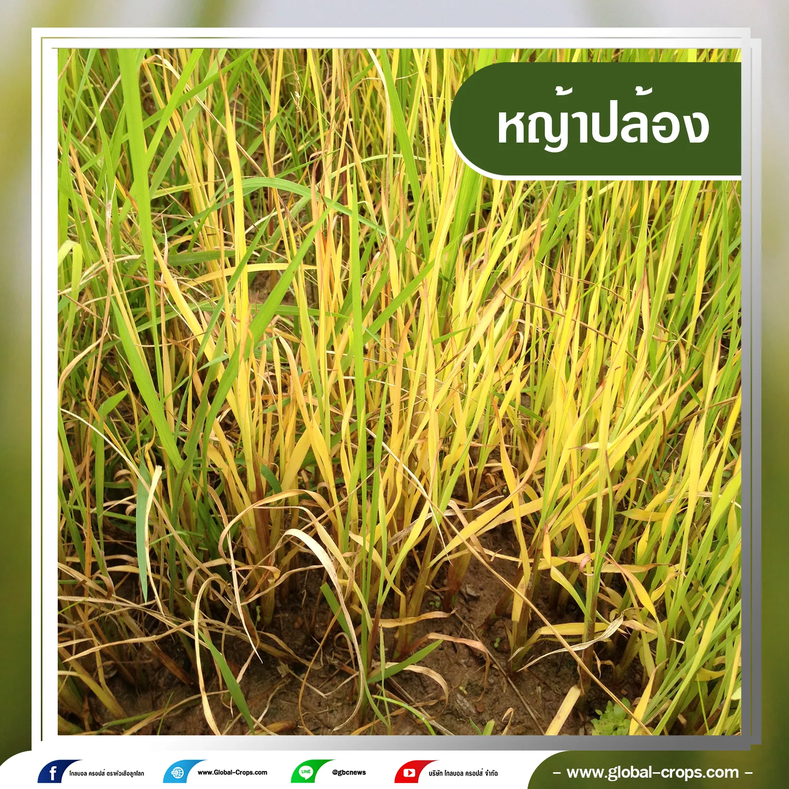 หญ้าปล้อง6กรอบน้ำเงินคลิบเทา