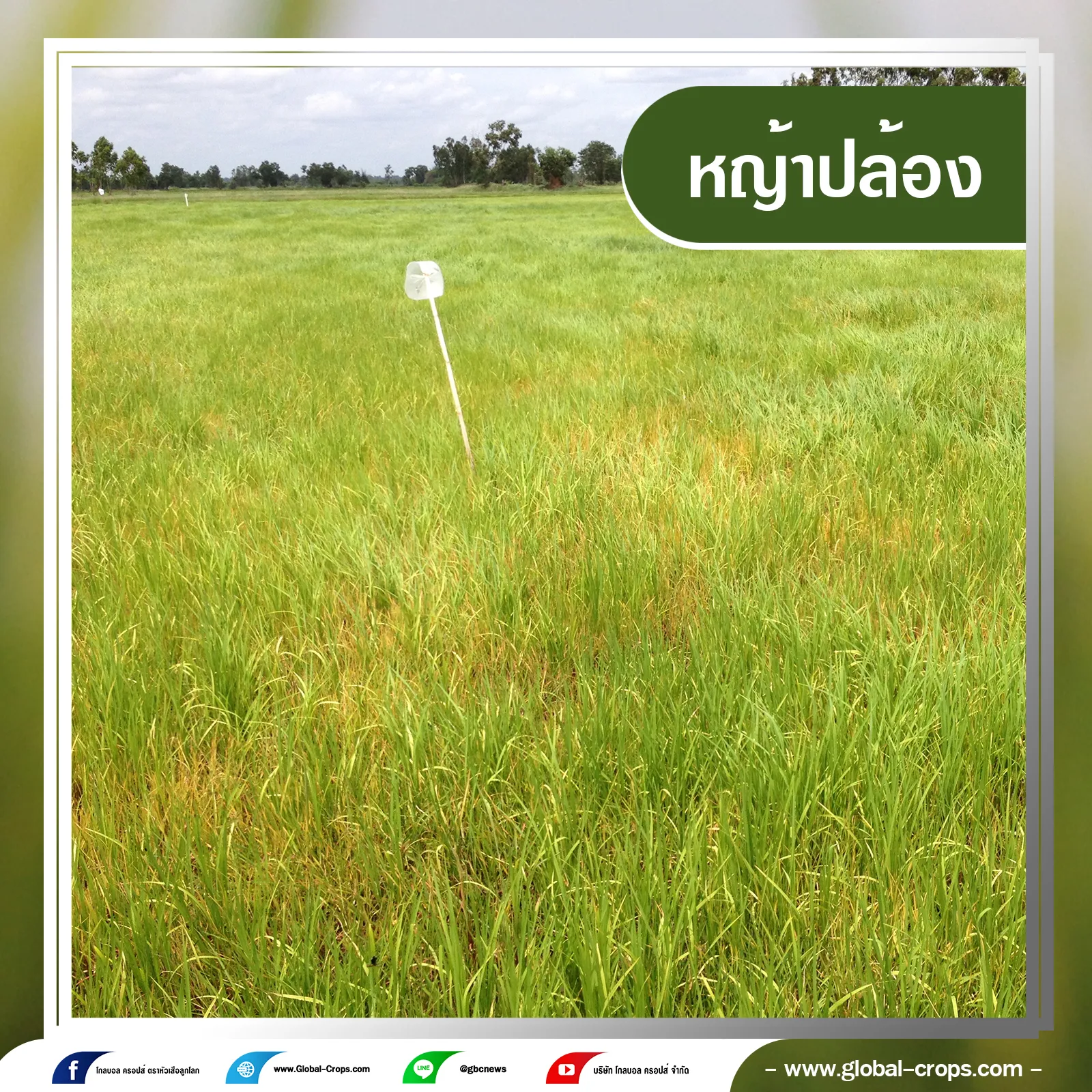 หญ้าปล้อง7กรอบน้ำเงินคลิบเทา