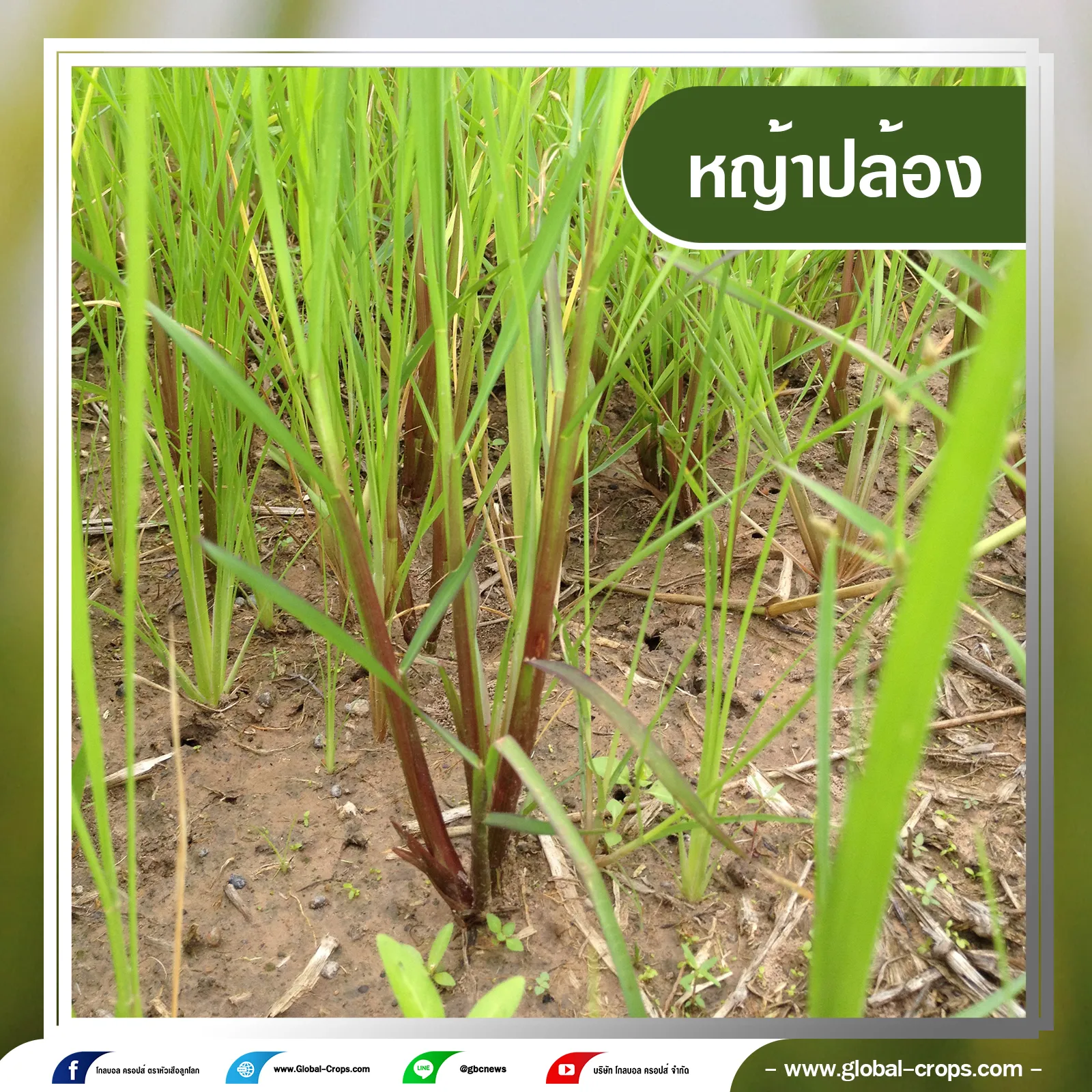 หญ้าปล้องกรอบน้ำเงินคลิบเทา