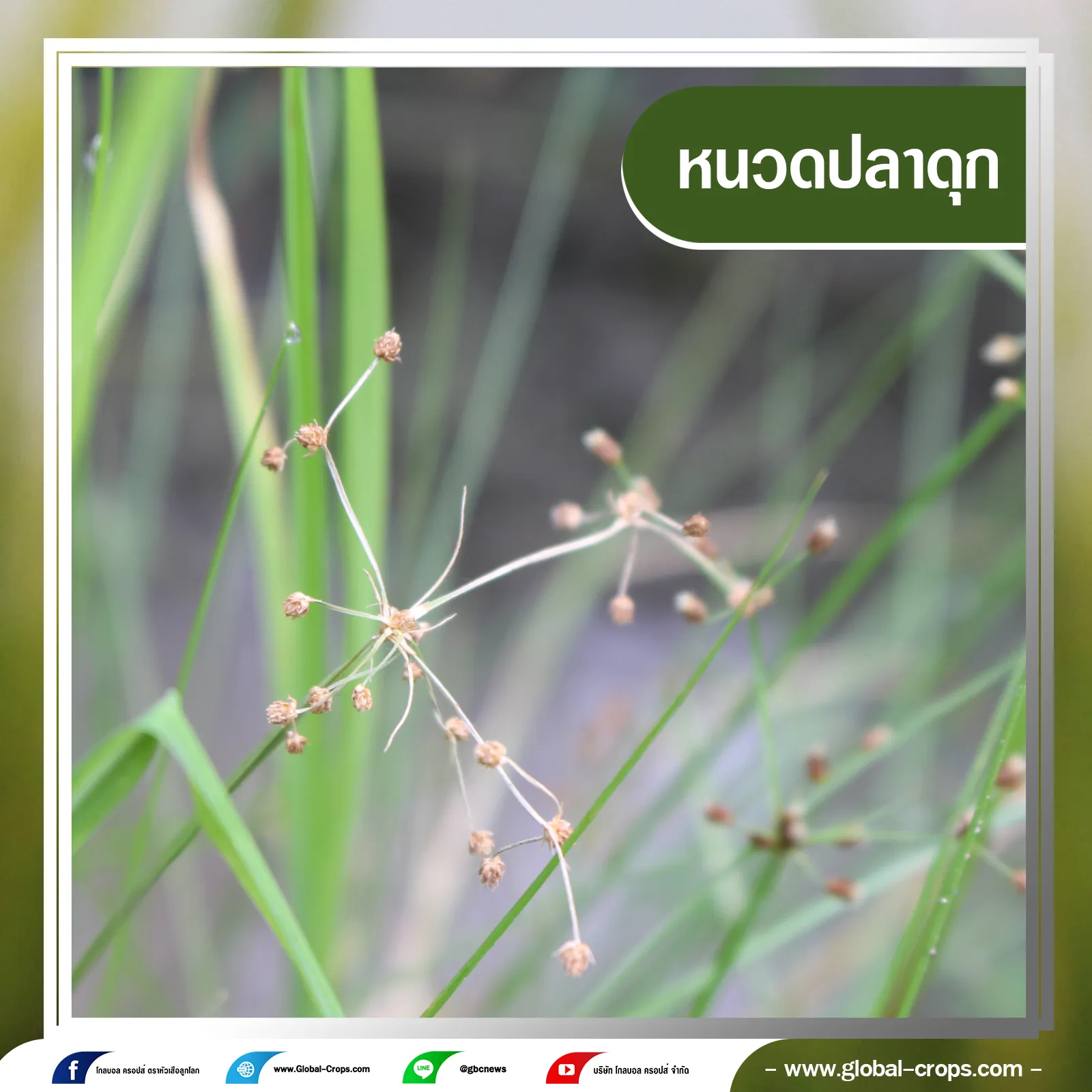 หนวดปลาดุก4กรอบน้ำเงินคลิบเทา