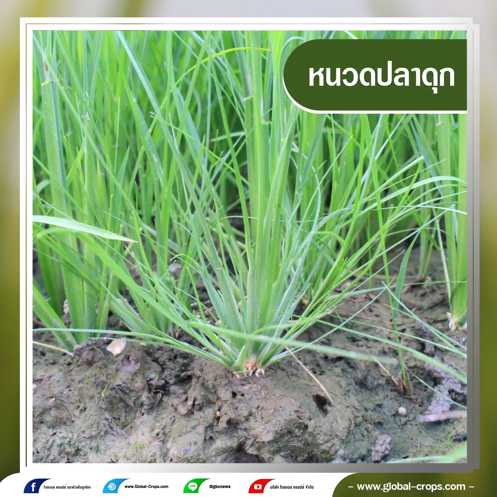 หนวดปลาดุก5กรอบน้ำเงินคลิบเทา
