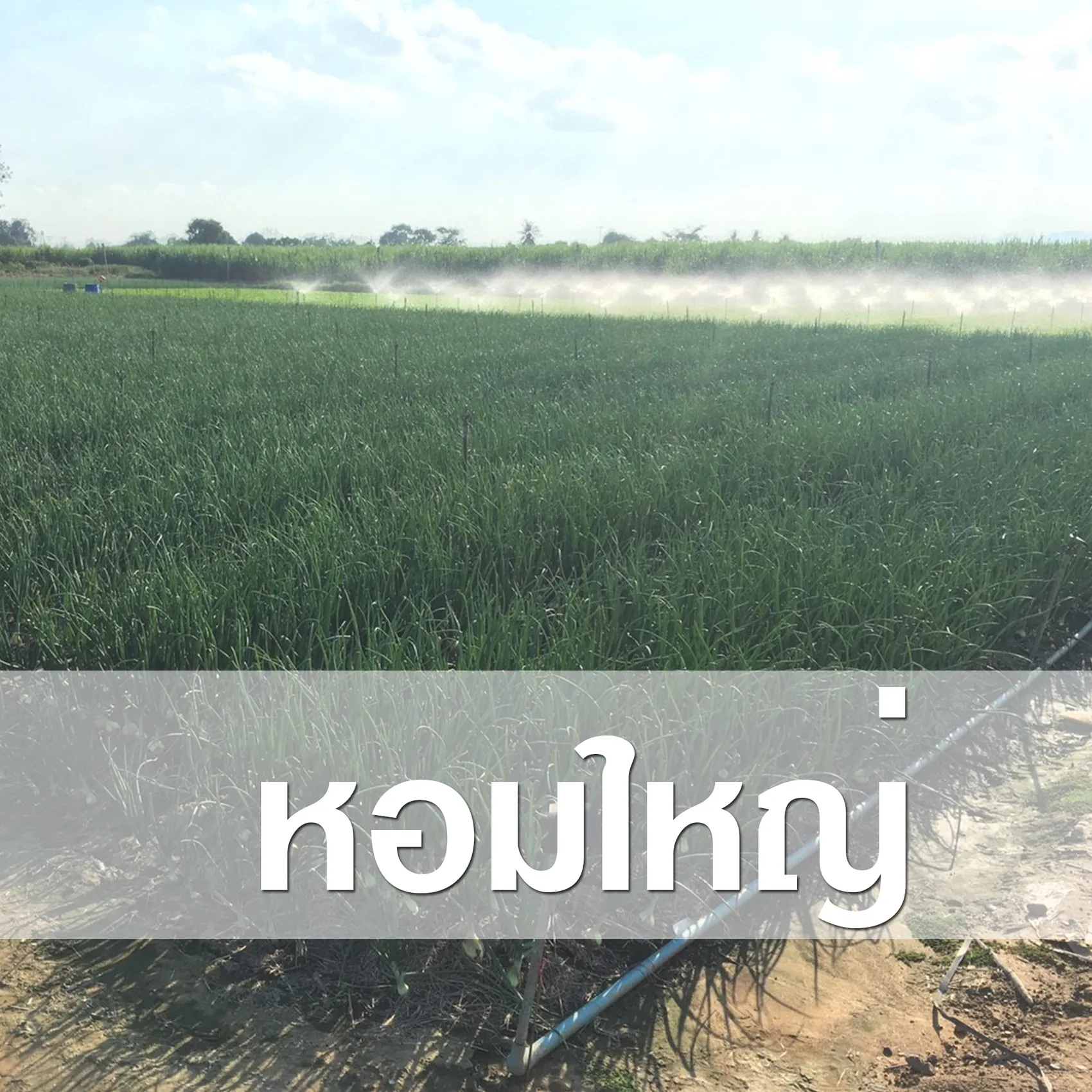 หอมหัวใหญ่